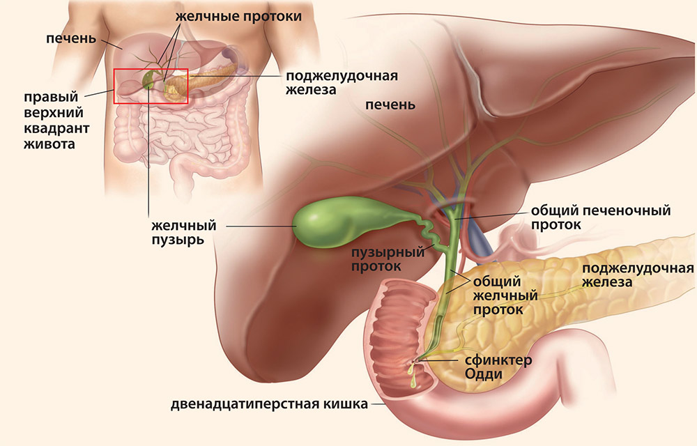 Анатомия гепатопанкреатобилиарного тракта